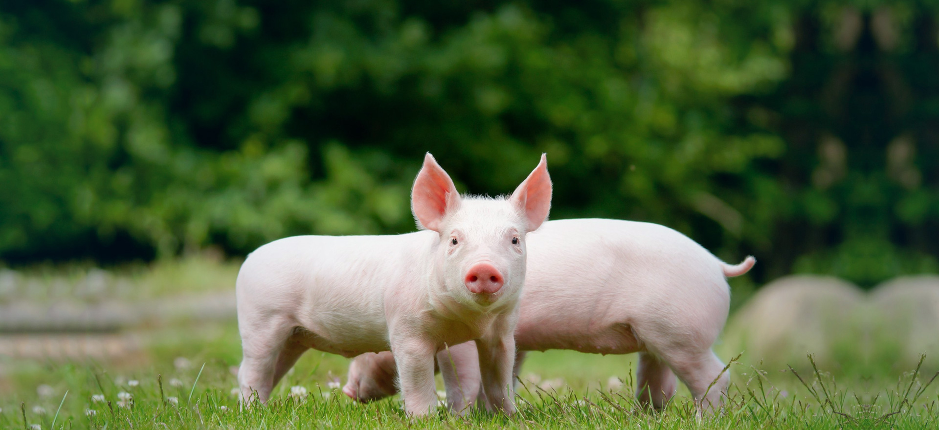 育(yu)種(zhong)，隻(zhi)爲(wei)您(nin)的(de)需求